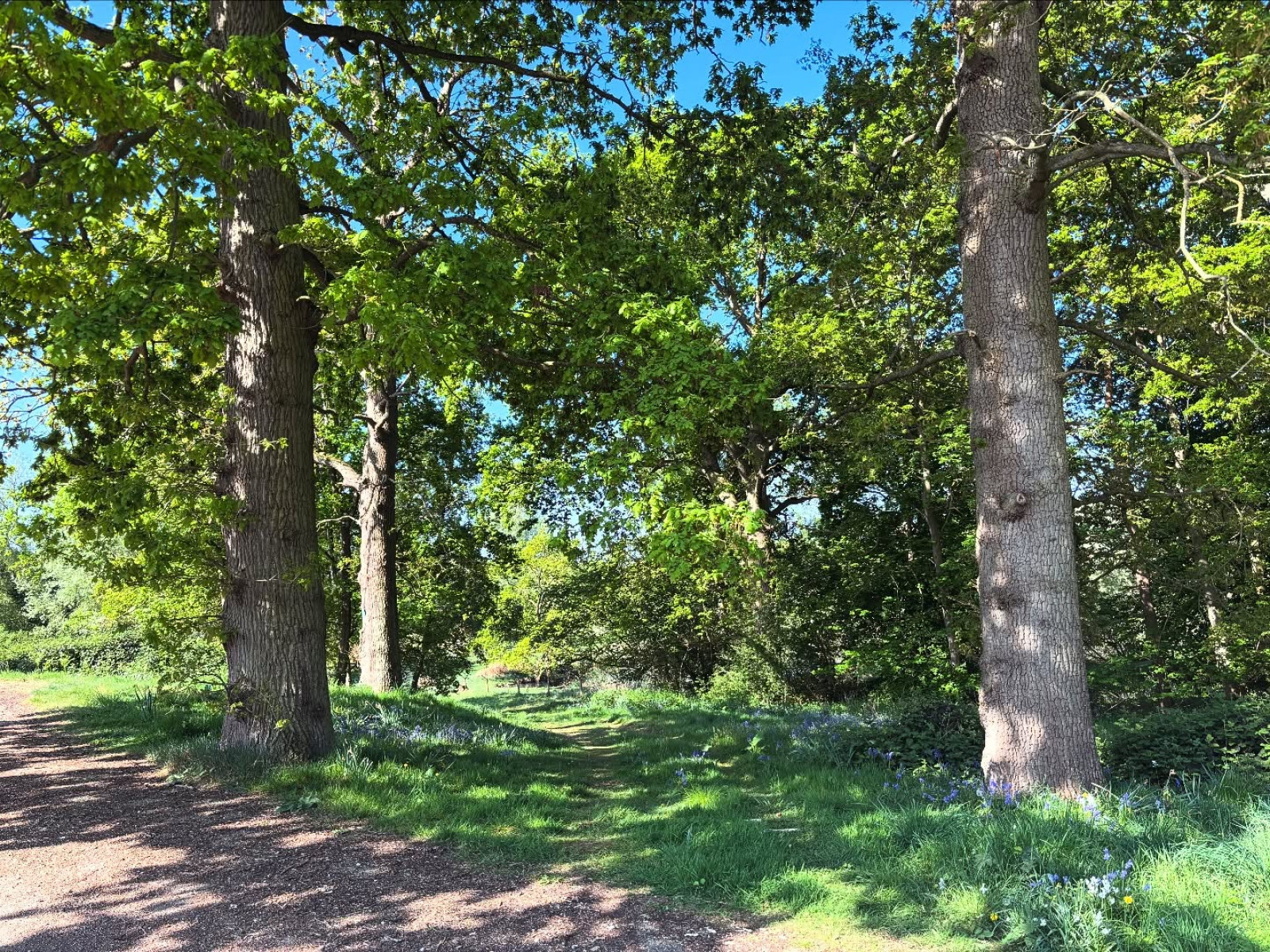 British Summer Radiance Inspires Monty Panesar Celebrating sunny days, blooming nature, and cricket legend Monty’s view of England’s charm.