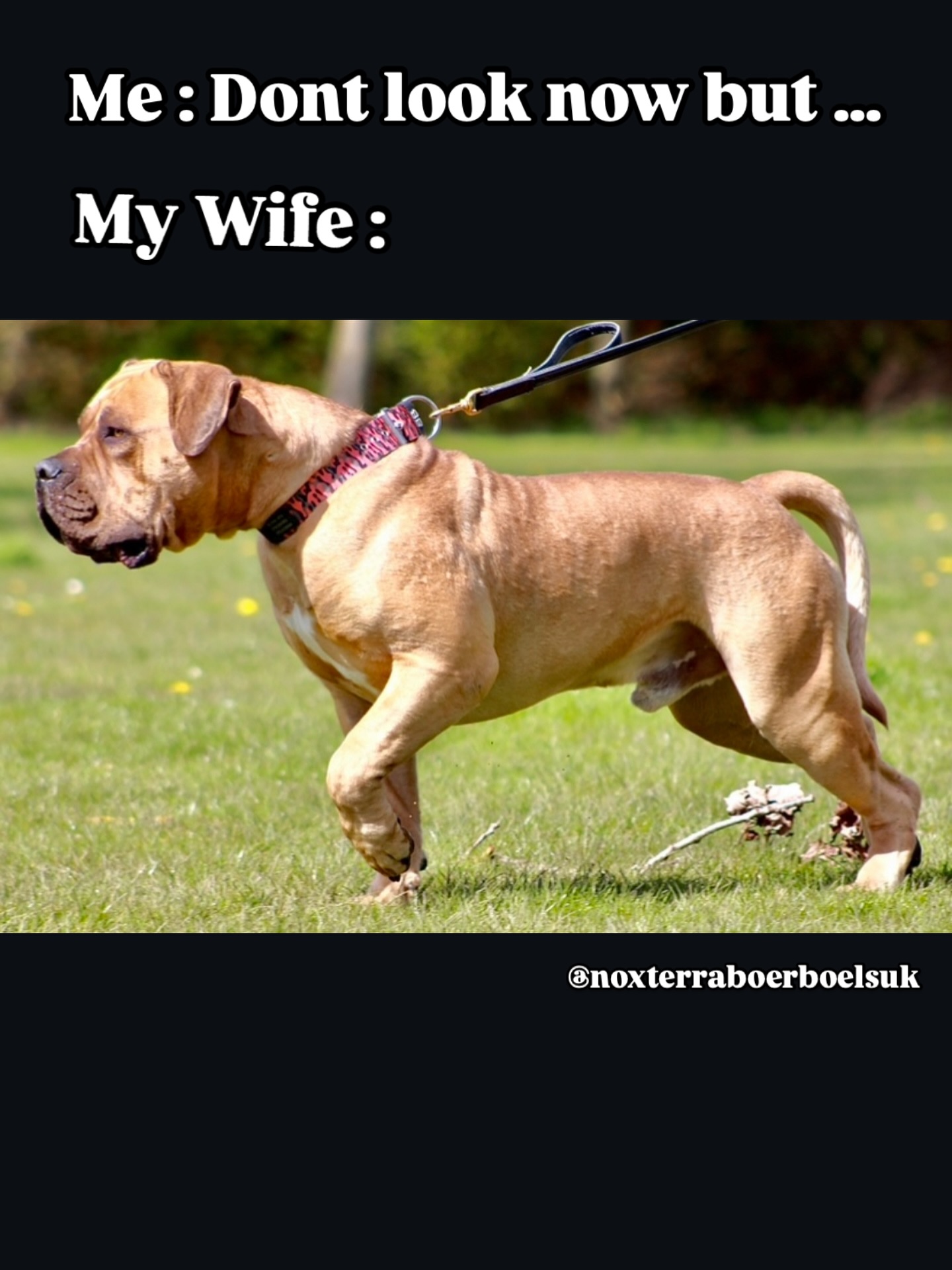 Clay Points The Way In Noxterra Boerboel Showcase Watch Clay, the charming Noxterra Boerboel, point out treats with playful wit and heart!!