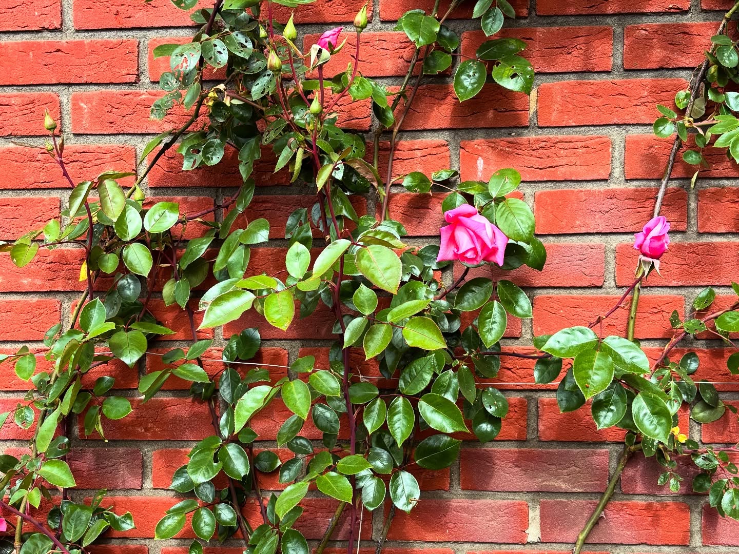 Crisp British Cricket Blooms With Monty Panesar Charm