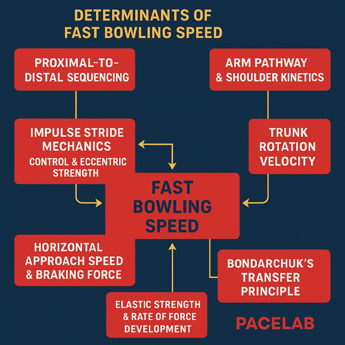 Decoding Fast Bowling Speed Uncover the biomechanical secrets and neuromuscular dynamics that propel cricket action.