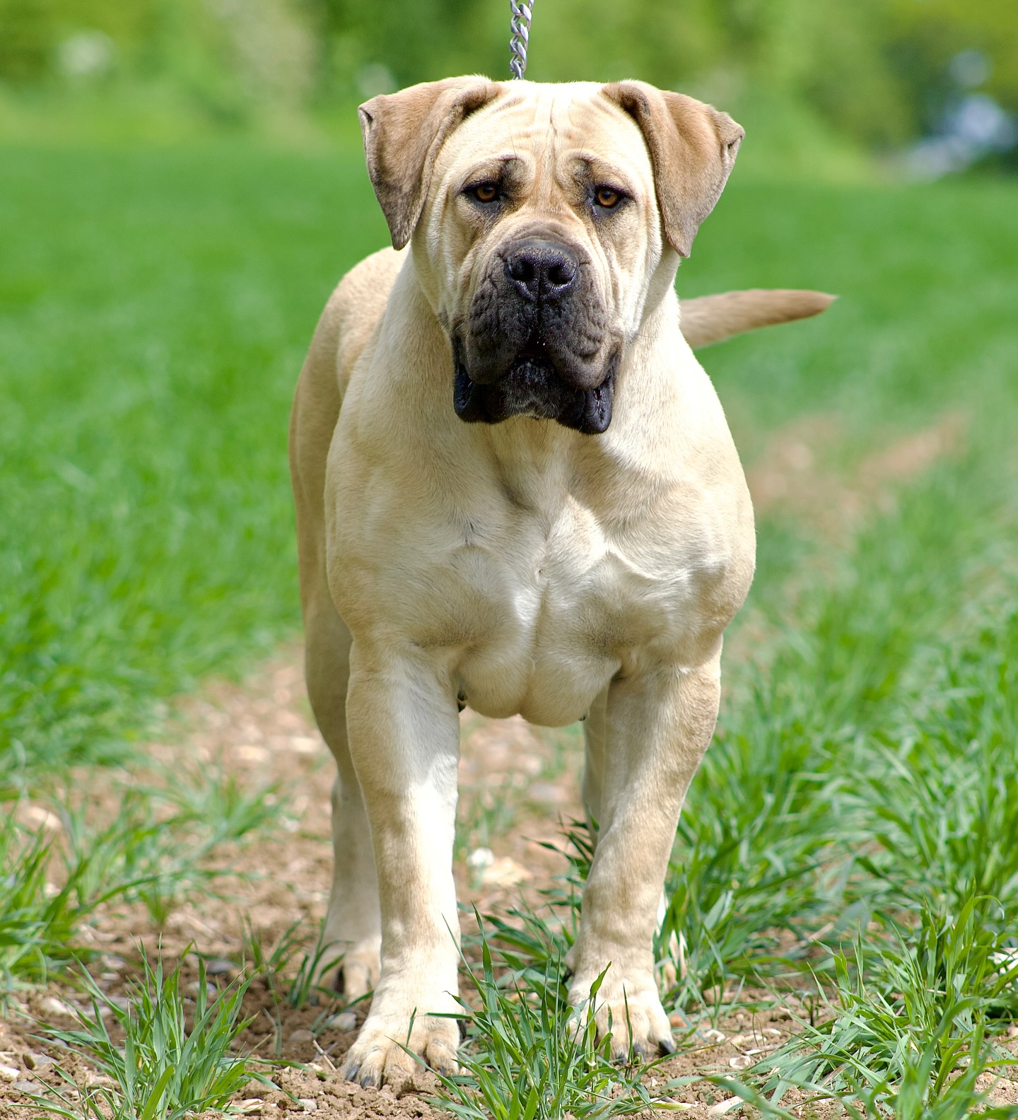 Dolly Shines As A Future Icon Charming 15-Month-Old Boerboel Stuns with Elegance and Future Promise at Noxterra - UK Dog