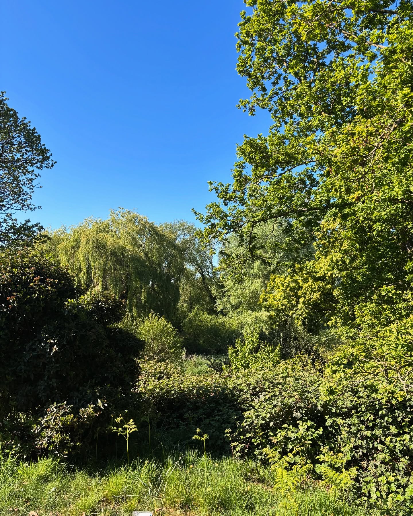 English Summer Blooms Amid Monty Panesar's Cricket Season