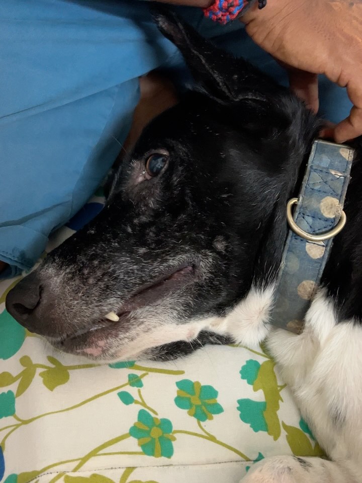 From Fear To Friendship With Chiku