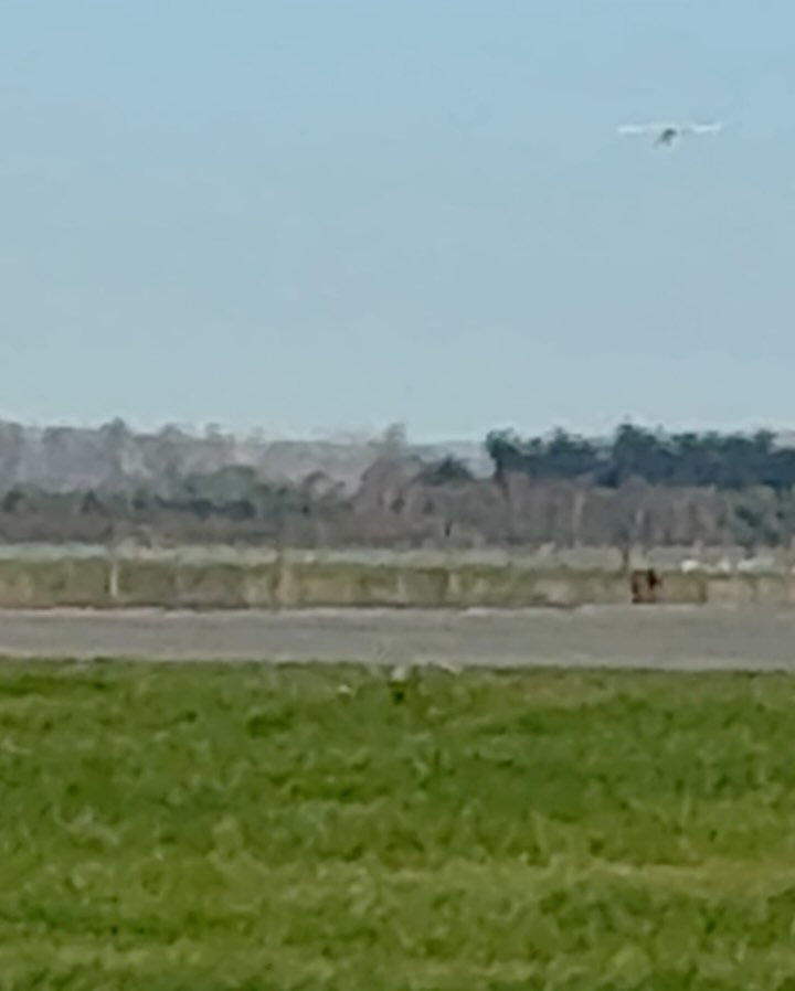 Glenn Phillips Flies Solo Circuit