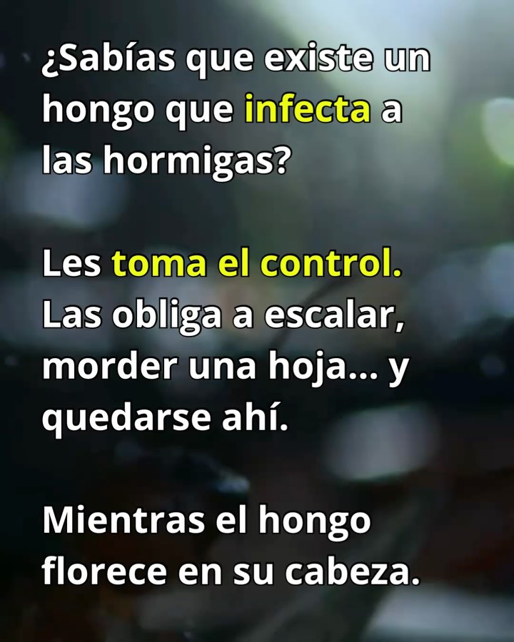 Hombre Hongo A Hombre Con Carácter
