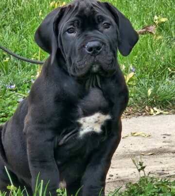 New Noxterra Pup Joins Ohio Family