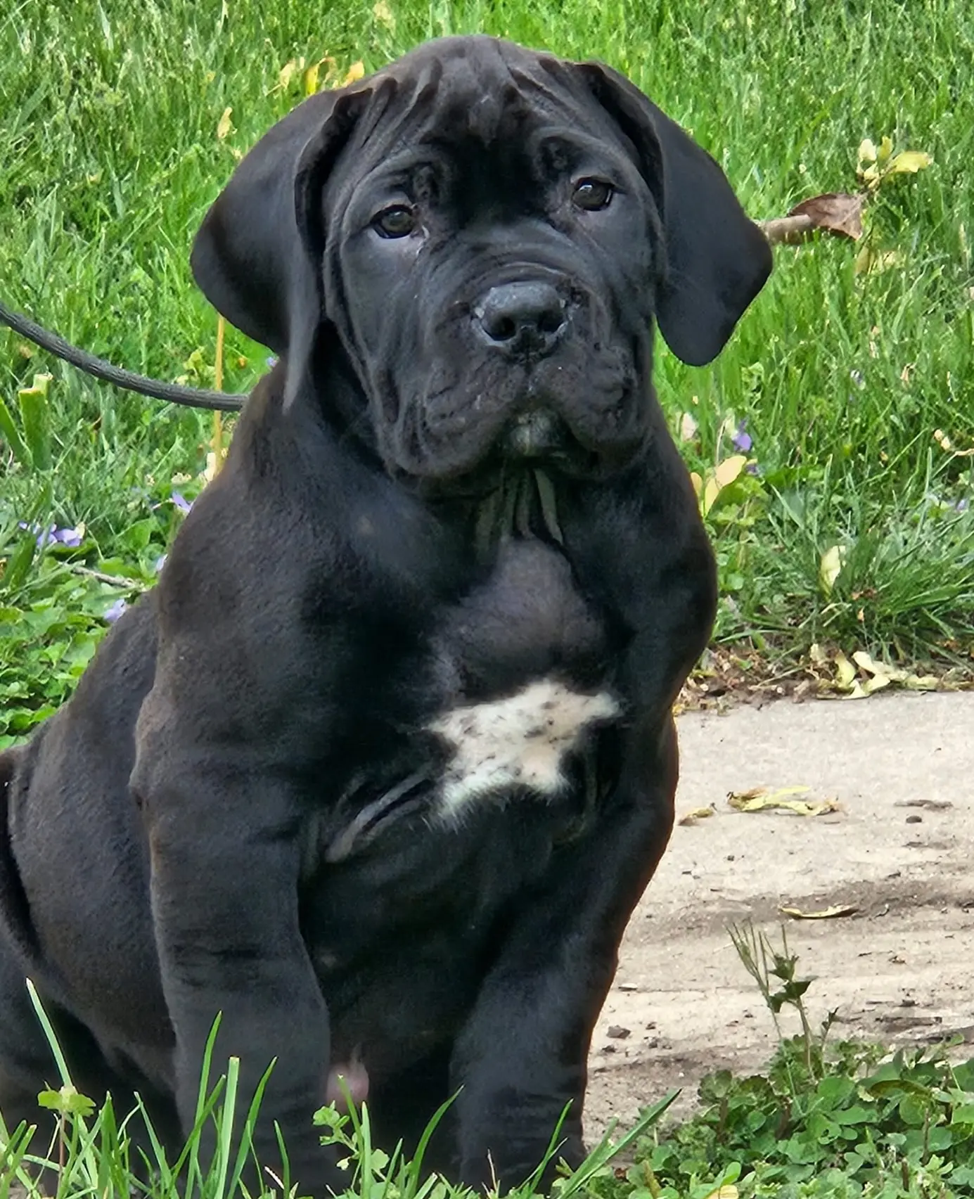 New Noxterra Pup Joins Ohio Family Stunning black male pup from elite Noxterra litter finds his forever family in Ohio, USA.!