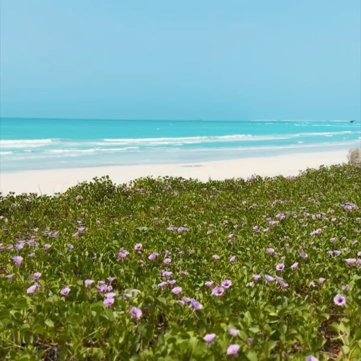Spring Unfolds In Dubai: Vibrant Photo Dump
