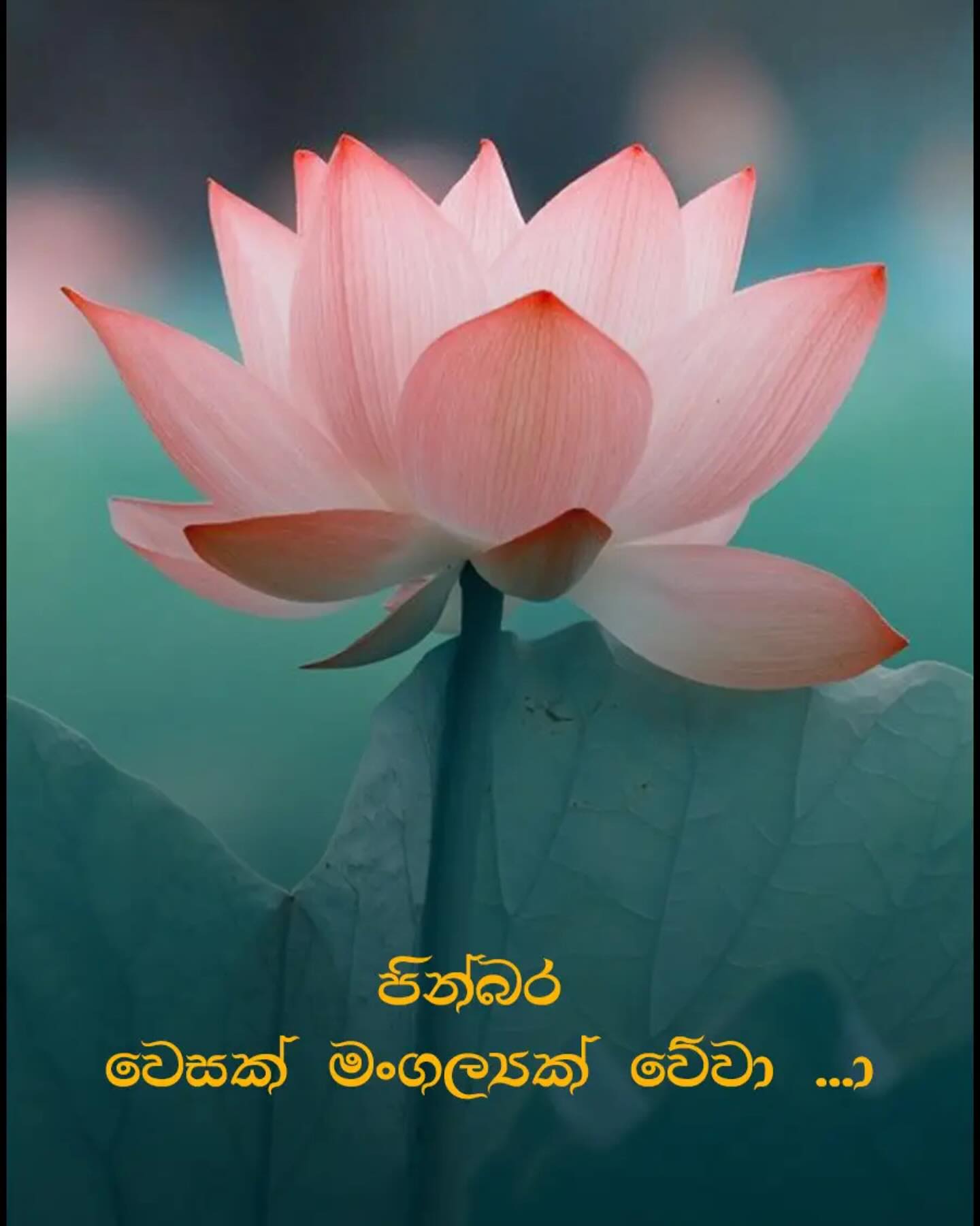 Upul Tharanga Shares Enlightening Vesak Message Cricketer Upul Tharanga offers a serene Vesak message, inspiring inner peace and renewal!.