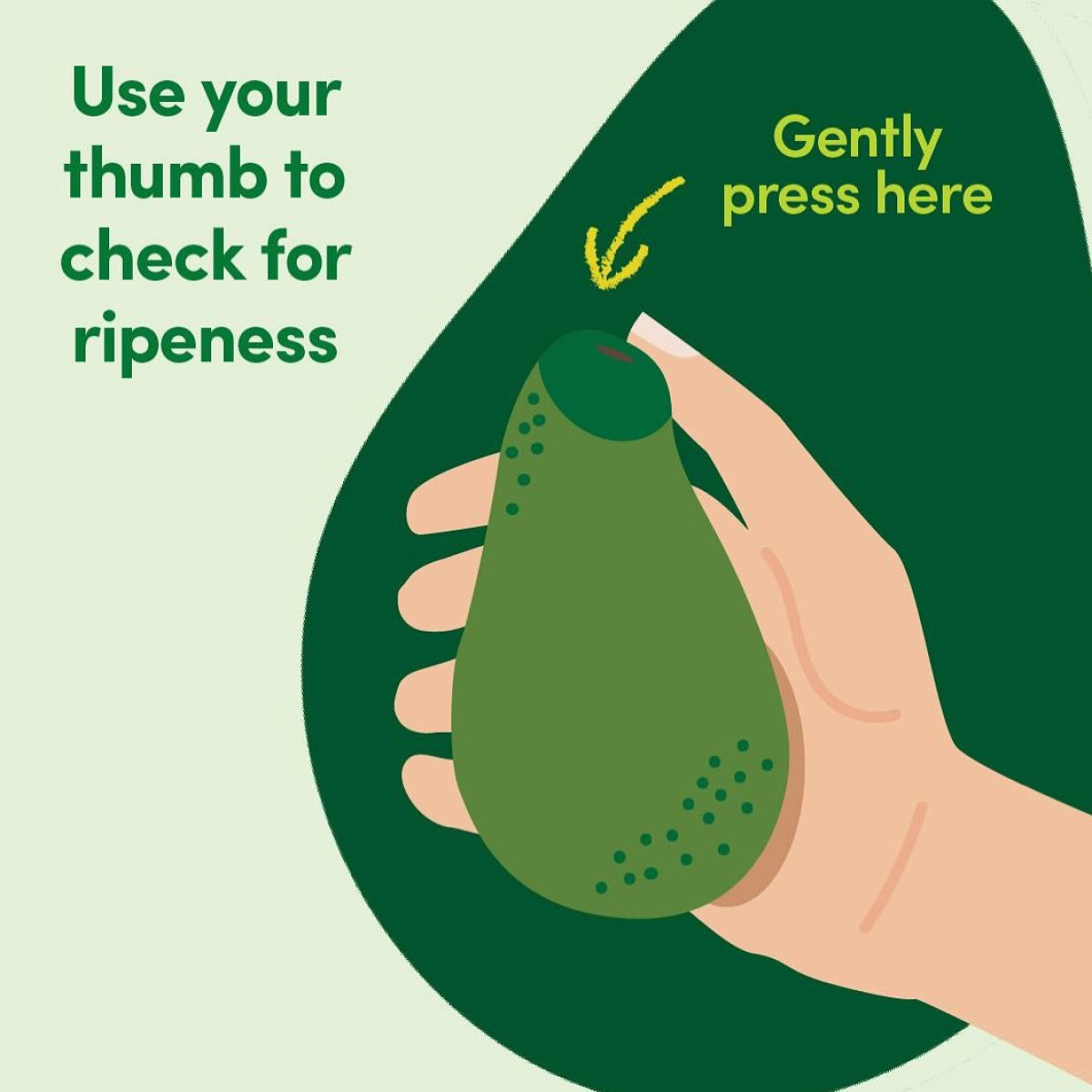 Perfect your Hass avocado ripeness and gather insights from Brett Lee's active lifestyle.!