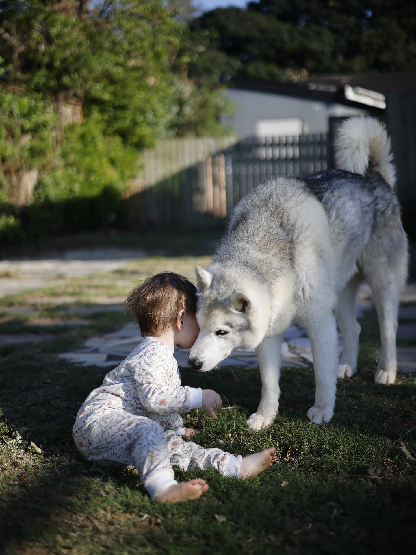 Happy Pet Siblings Shine In Hill’s Pet Food SA Post Endearing pet boys care for their little sister, showcasing care, health, and family vibes.