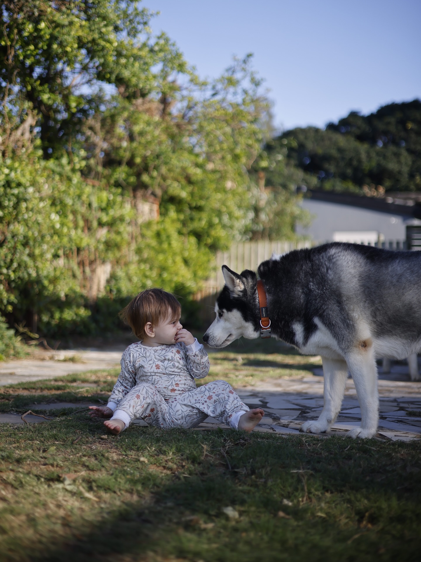 Happy Pet Siblings Shine In Hill’s Pet Food SA Post