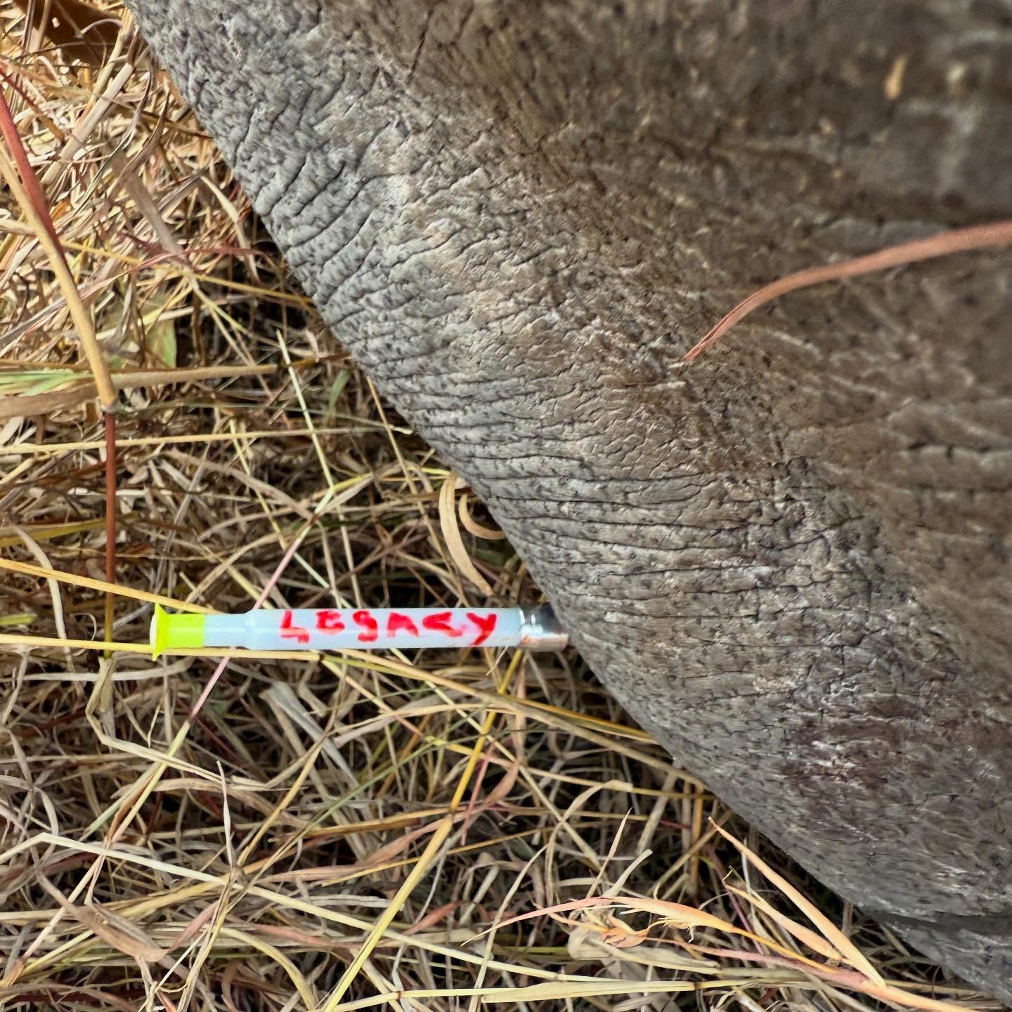 Kevin Pietersen Champions Rhino Conservation In South Africa