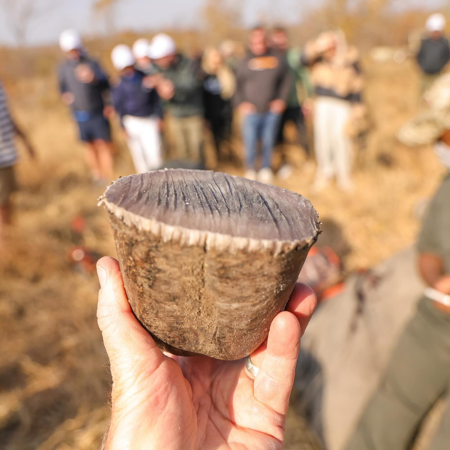 Kevin Pietersen Champions Rhino Conservation In South Africa