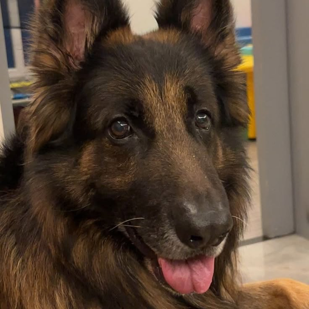 Manoj Tiwary Celebrates 10th Birthday For His Furry Son Cricketer Manoj Tiwary shares a heartwarming birthday tribute to his beloved pet son today