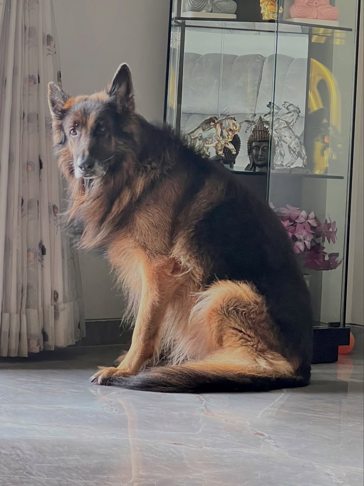 Manoj Tiwary Celebrates 10th Birthday For His Furry Son