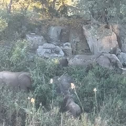 South Africa Safari And Golf Trip Inspires Conservation Efforts