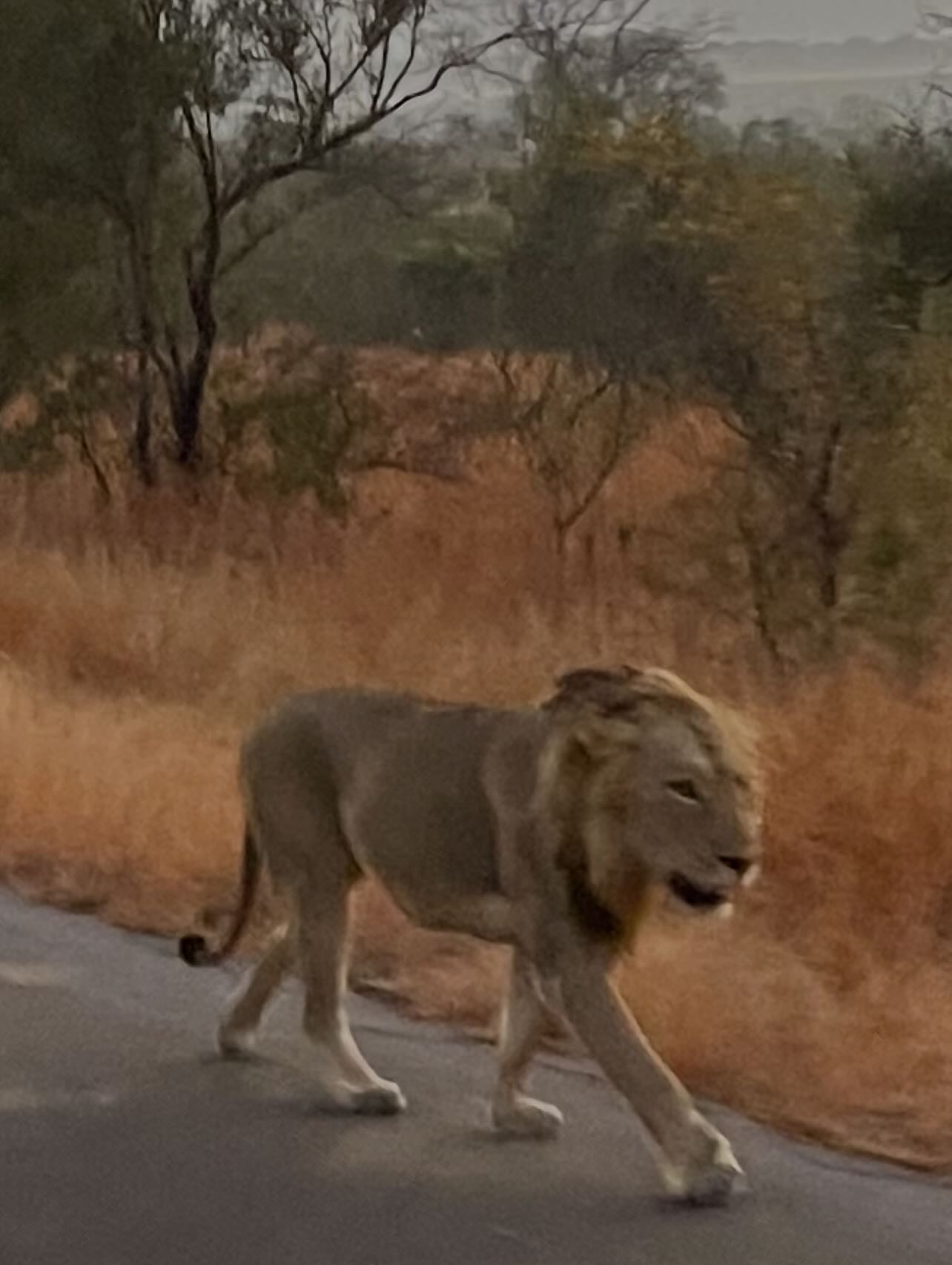 South Africa Safari And Golf Trip Inspires Conservation Efforts